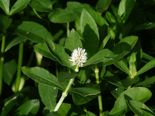 {Alternanthera philoxeroides}